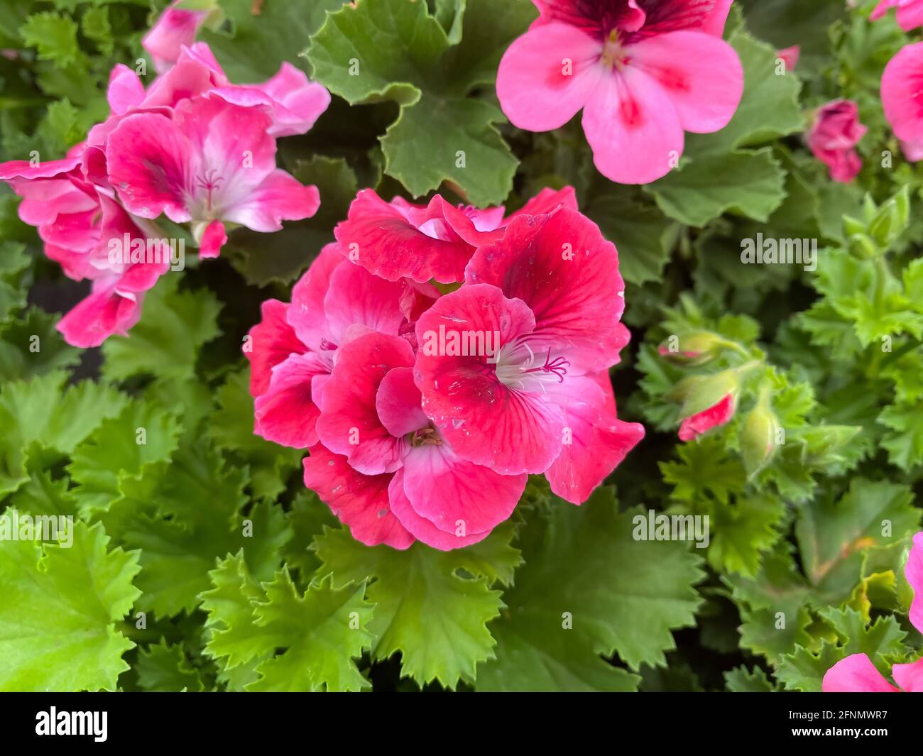 Bella Donna Fotos e Imágenes de stock - Alamy