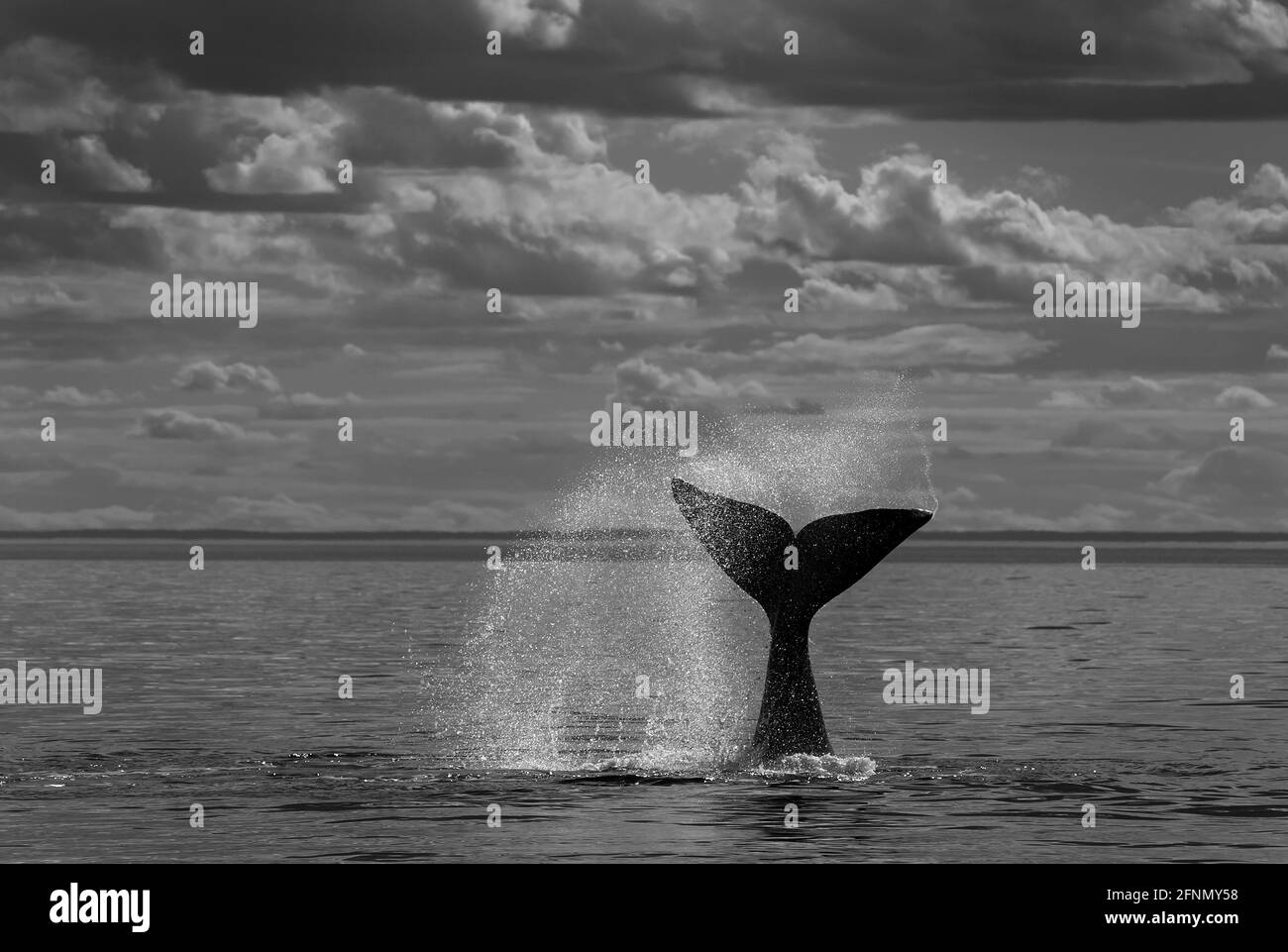 Ballena derecha del sur golpeando la cola, Península Valdés, Patrimonio de la Humanidad de la Unesco, Provincia de Chubut, Patagonia, Argentina. Foto de stock