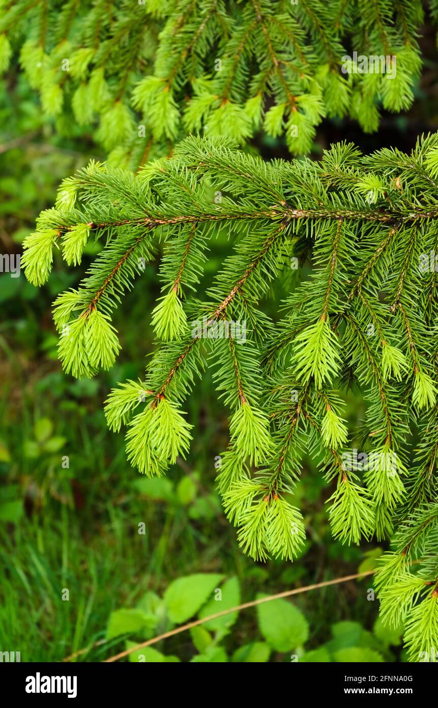 Nuevas agujas de abeto verde, Picea, en un árbol durante la primavera  Fotografía de stock - Alamy