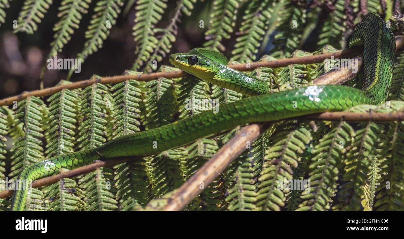 Chionurus monticola. La serpiente amarilla y verde tomó el sol Foto de stock