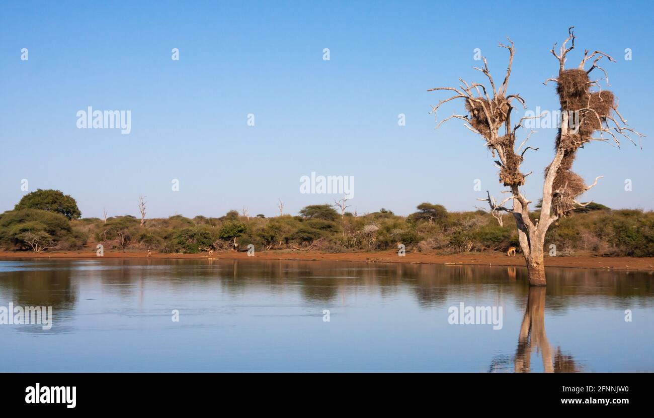 Presa Sunset cerca del campamento de descanso del Bajo Sabie en el Parque Nacional Kruger, Sudáfrica vista panorámica con la vida silvestre en el fondo Foto de stock