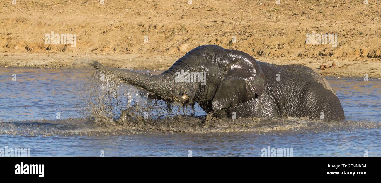 Panorama del elefante africano (Loxodanta africana) bañándose, jugando y arrojando agua en el aire a un pozo de agua en el Parque Nacional Kruger, Sudáfrica Foto de stock