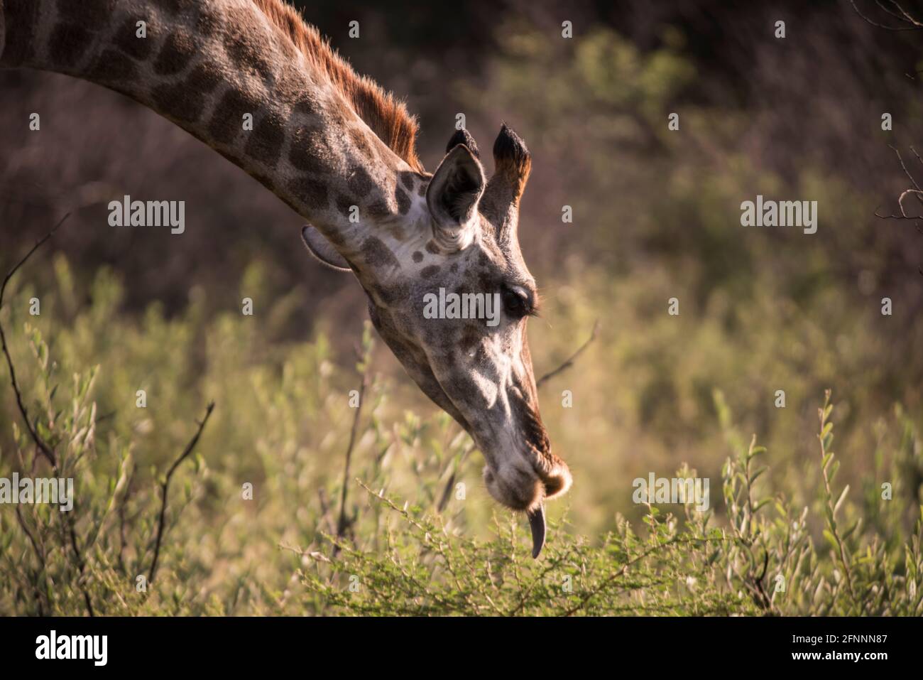 Perfil de la cabeza y el cuello de la jirafa femenina (Giraffe camelopardalis) con la lengua sobresalida. Dinnokeng Big 5 Game Reserve, Gauteng, Sudáfrica. Foto de stock