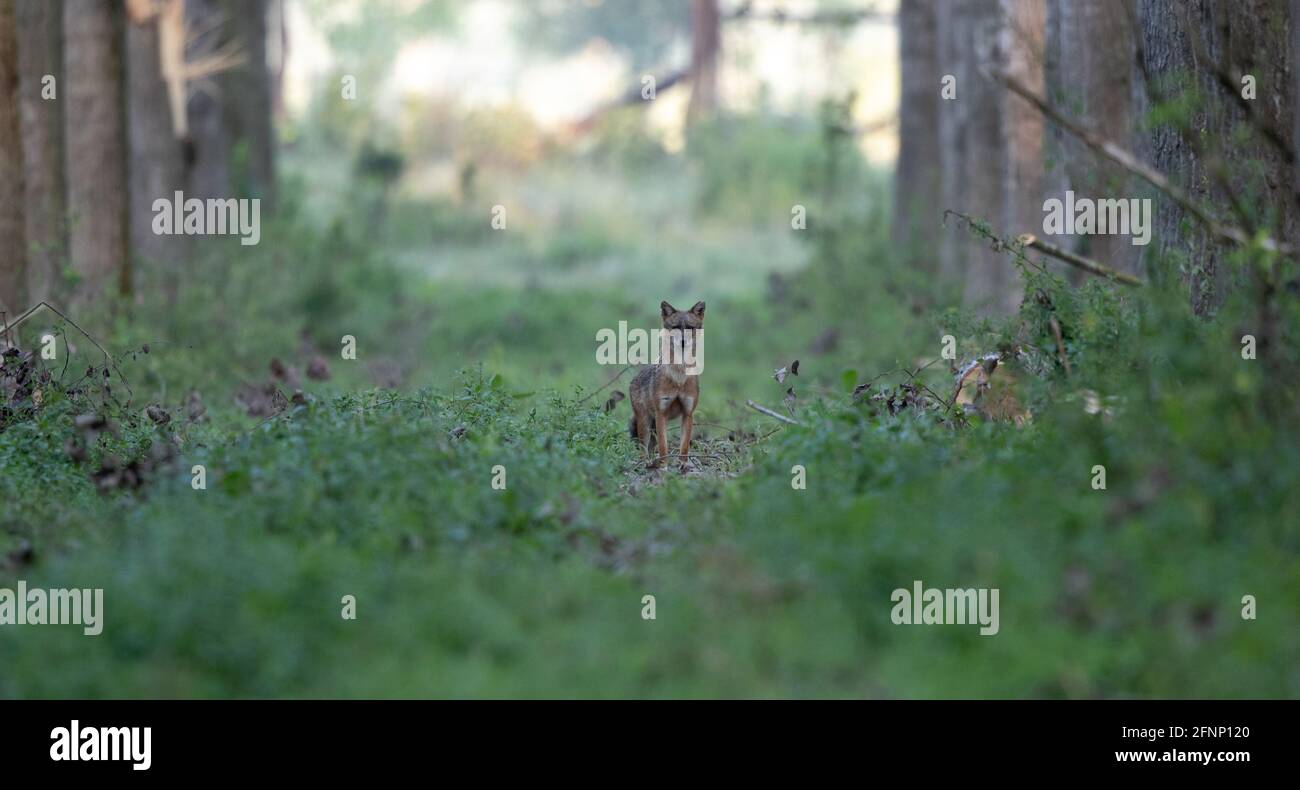 Chacal dorado (Canis aureus) en pie en el bosque. Vida silvestre en hábitat natural Foto de stock