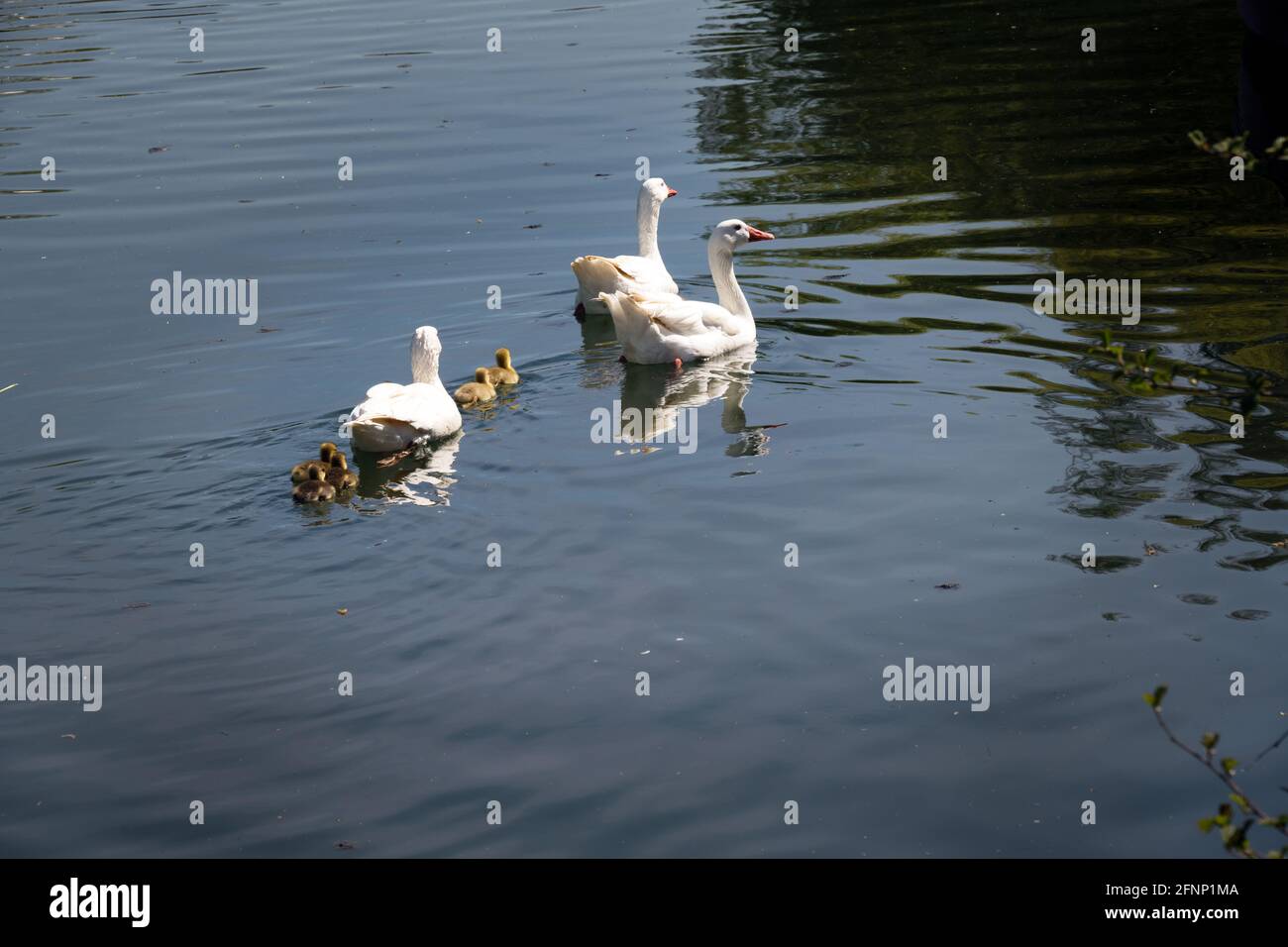Tres gansos y sus goslings nadando en un río Foto de stock