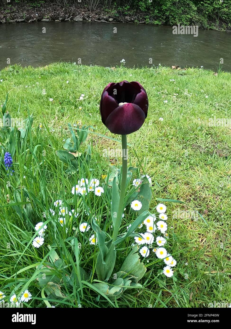 tulipán negro en el prado, tulipanes negros, flores de primavera en el  prado Fotografía de stock - Alamy
