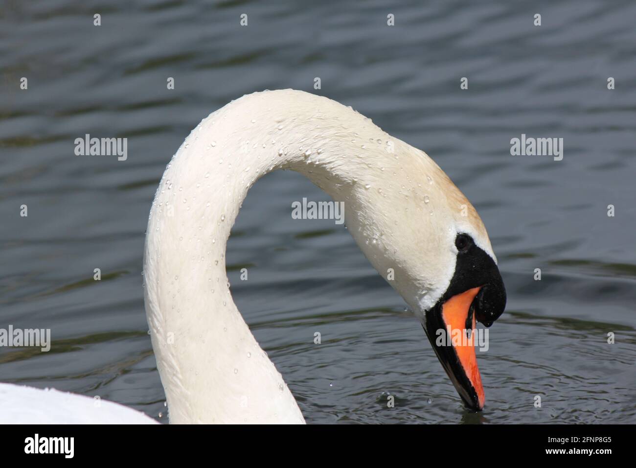 Un elegante cisne badeando en el agua del lago. Fauna escocesa (cisne mudo) encontrada en el parque público. Hermoso ave silvestre que causa ondulaciones en el lago, Reino Unido. Foto de stock