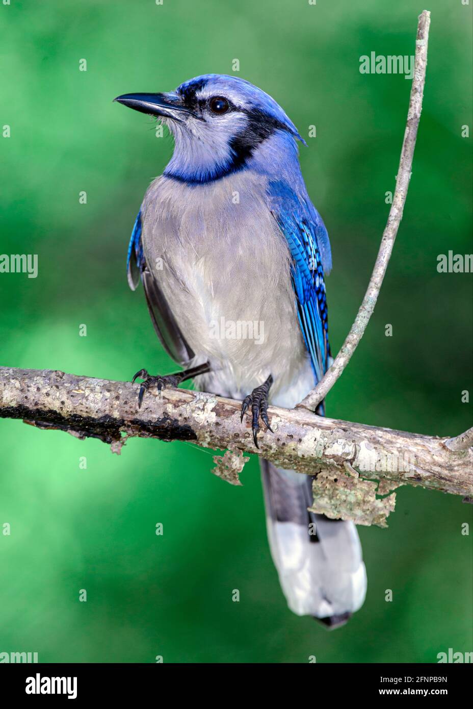 Eastern blue jay fotografías e imágenes de alta resolución Alamy