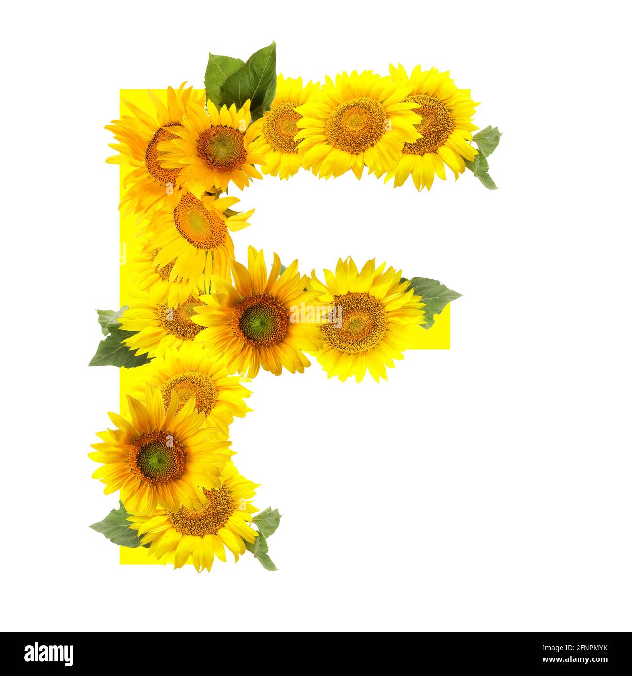 Letra F hecha de hermosos girasoles sobre fondo blanco Fotografía de stock  - Alamy