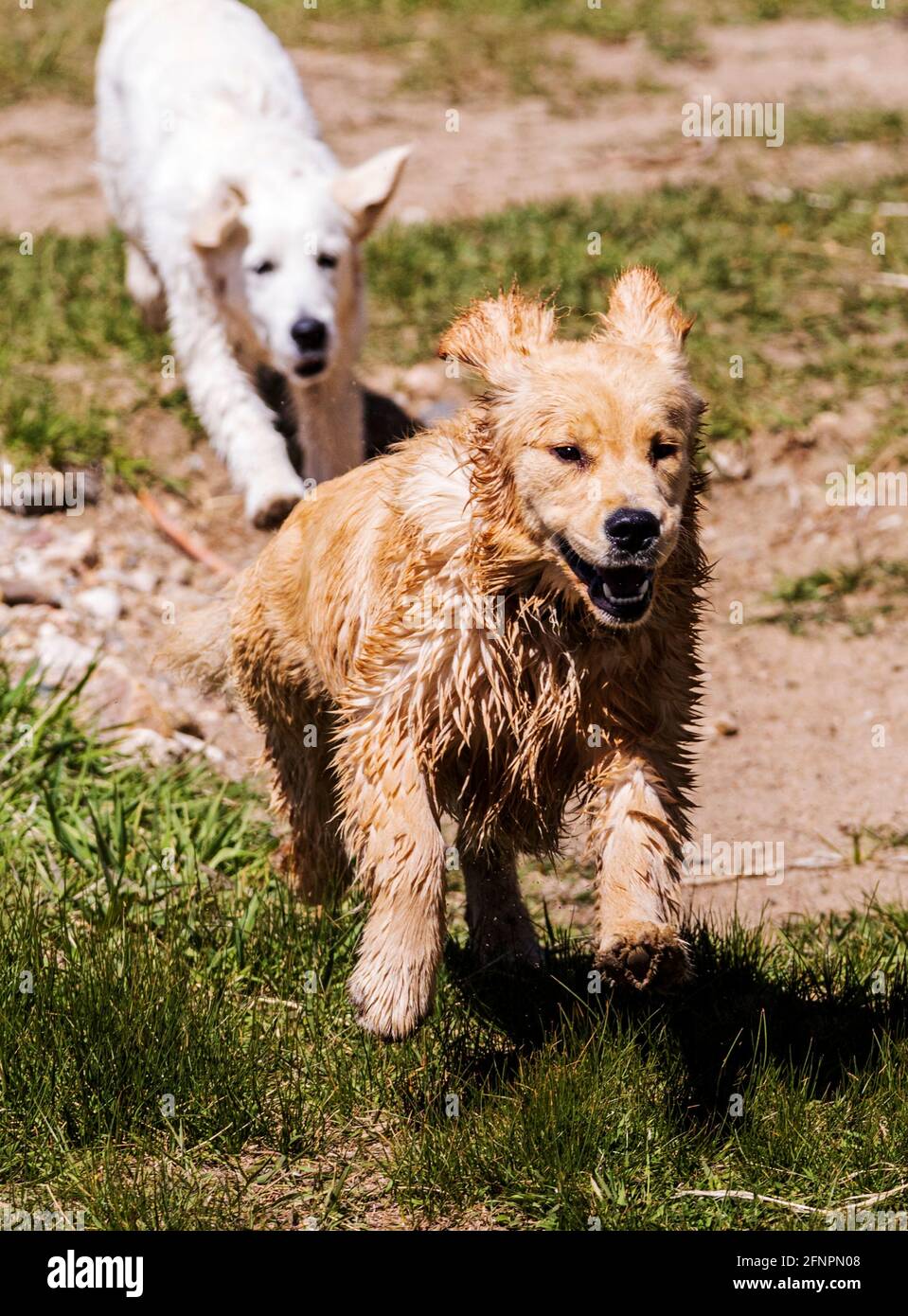 Cachorros Golden Retriever de color platino y tradicionales que funcionan  en un cálido día de primavera Fotografía de stock - Alamy