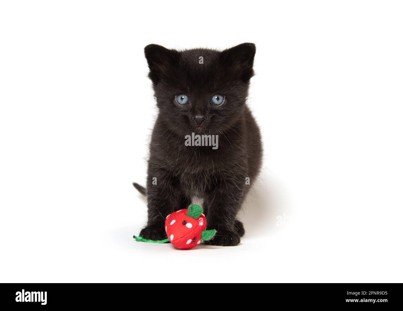 Lindo gatito negro con ratón rojo juguete aislado sobre blanco antecedentes Foto de stock