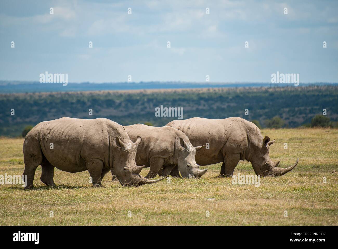 Rinoceronte blanco en el Ol Pejeta Conservancy Foto de stock