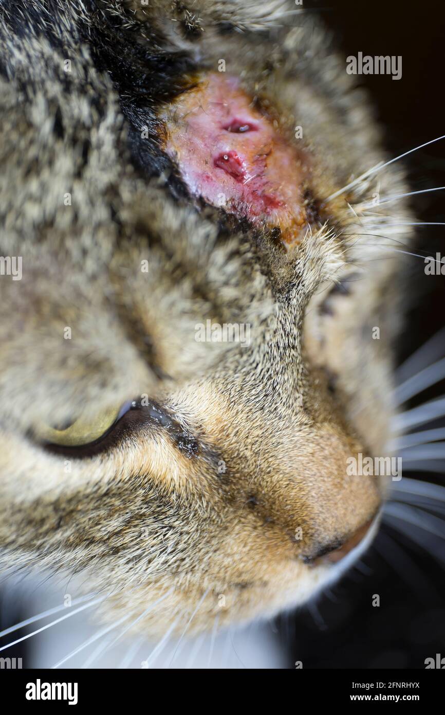 Gato con absceso e inflamación de la herida de la mordedura en cabeza  Fotografía de stock - Alamy