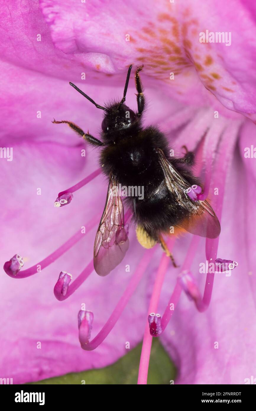 Steinhummel, Stein-Hummel, Bombus lapidarius, Pyrobombus lapidarius, Melanobombus lapidarius, Aombus lapidarius, Weibchen beim Blütenbesuch auf Rhodod Foto de stock