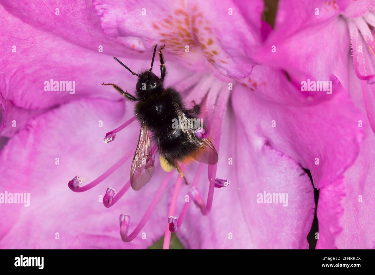 Steinhummel, Stein-Hummel, Bombus lapidarius, Pyrobombus lapidarius, Melanobombus lapidarius, Aombus lapidarius, Weibchen beim Blütenbesuch auf Rhodod Foto de stock