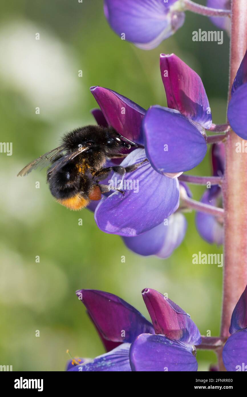 Steinhummel, Stein-Hummel, Bombus lapidarius, Pyrobombus lapidarius, Melanobombus lapidarius, Aombus lapidarius, Weibchen beim Blütenbesuch auf Lupin Foto de stock