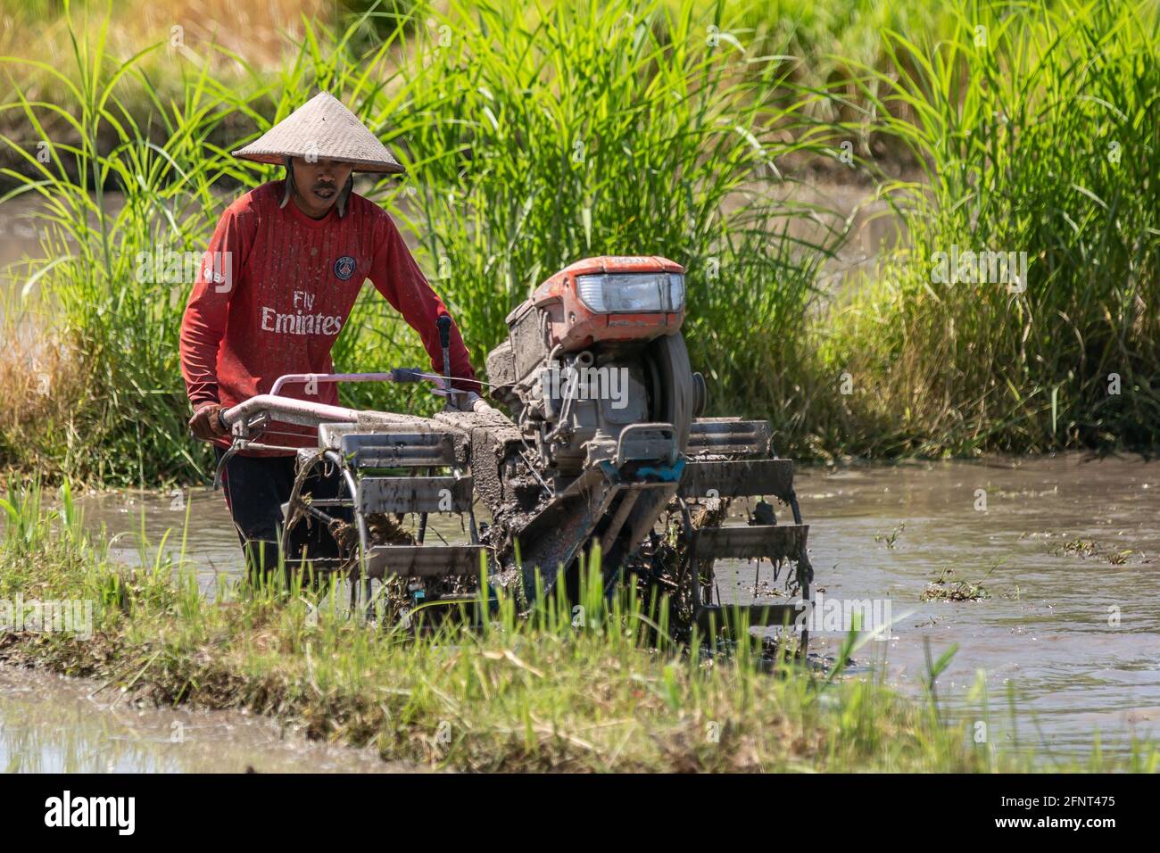Bali, Indonesia - 6 de septiembre de 2016: Un granjero no identificado que trabaja en el campo de arroz en Bali, Indonesia. Foto de stock
