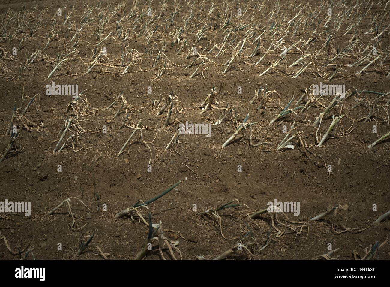 Cebolletas en tierras agrícolas secas durante la temporada seca en Sarongge, cerca del Parque Nacional Monte Gede Pangrango en Java Occidental, Indonesia. La conservación de los bosques ayudaría a mantener los recursos hídricos. Foto de stock