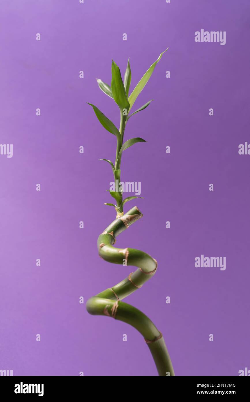 Green Lucky bambú o Drena Houseplant cerca contra el fondo púrpura. Foto de stock