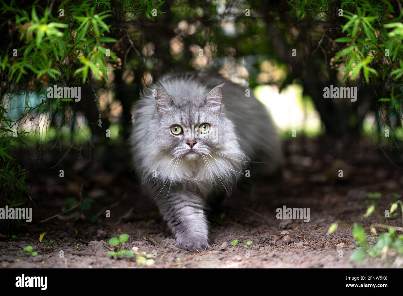 Gris Plata Tabby Gato De Pelo Largo Britanico Caminar Bajo Un Arbusto Mirando La Camara Curiosamente Al Aire Libre En La Naturaleza Fotografia De Stock Alamy