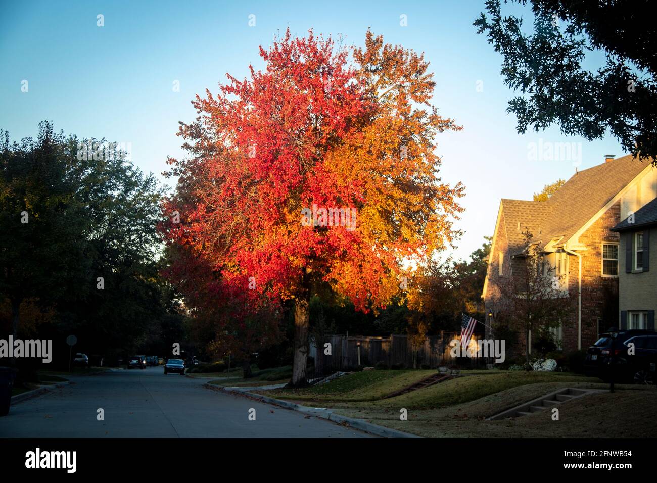Árbol Autum de colores brillantes justo como la luz de la mañana temprano Lo golpea en el barrio residencial americano con bandera de EE.UU. Volando en casa Foto de stock