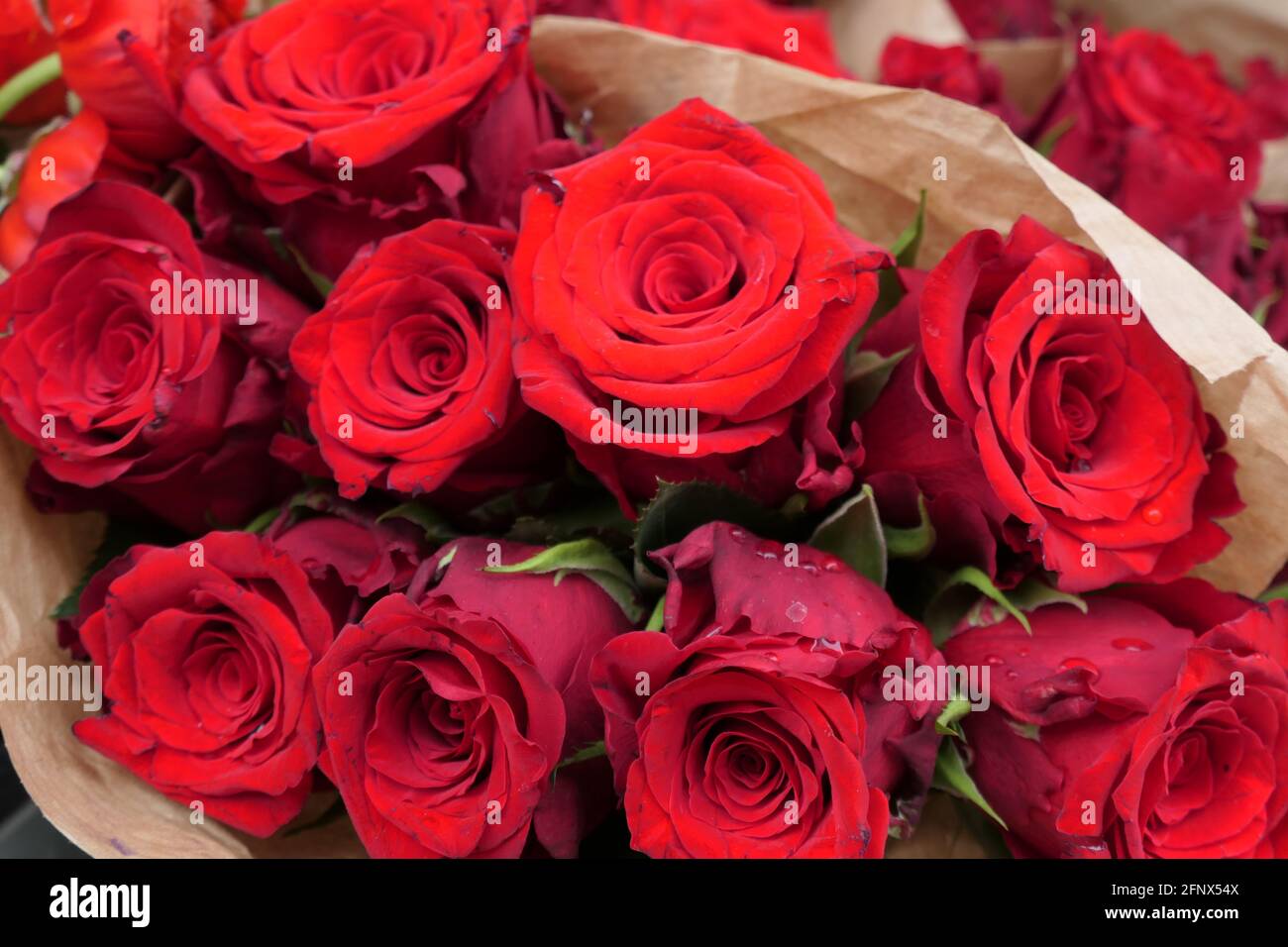 Schöner Strauß frischer Rosen / Rosas Hermodas Foto de stock