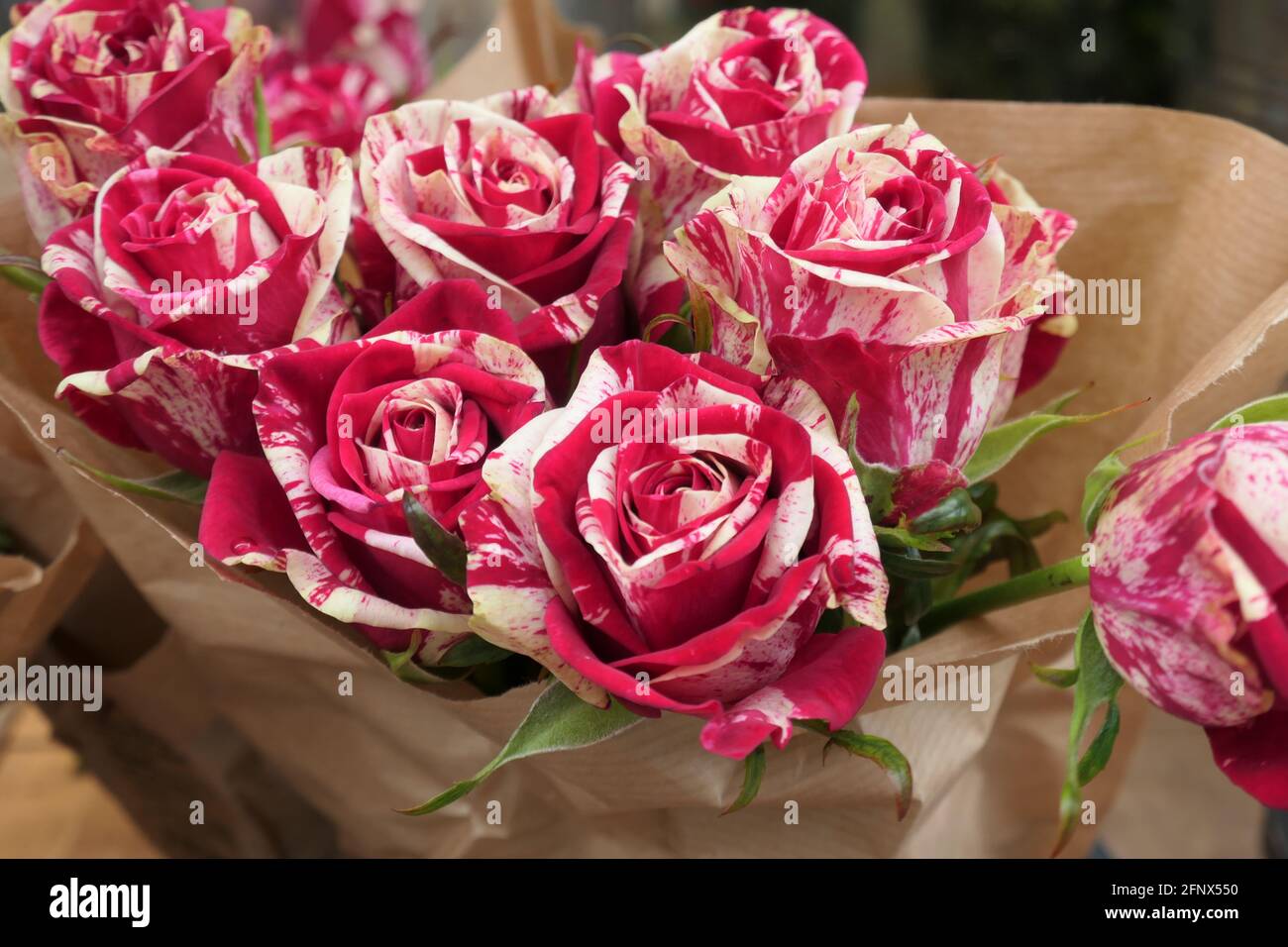 Schöner Strauß frischer Rosen / Rosas Hermodas Foto de stock
