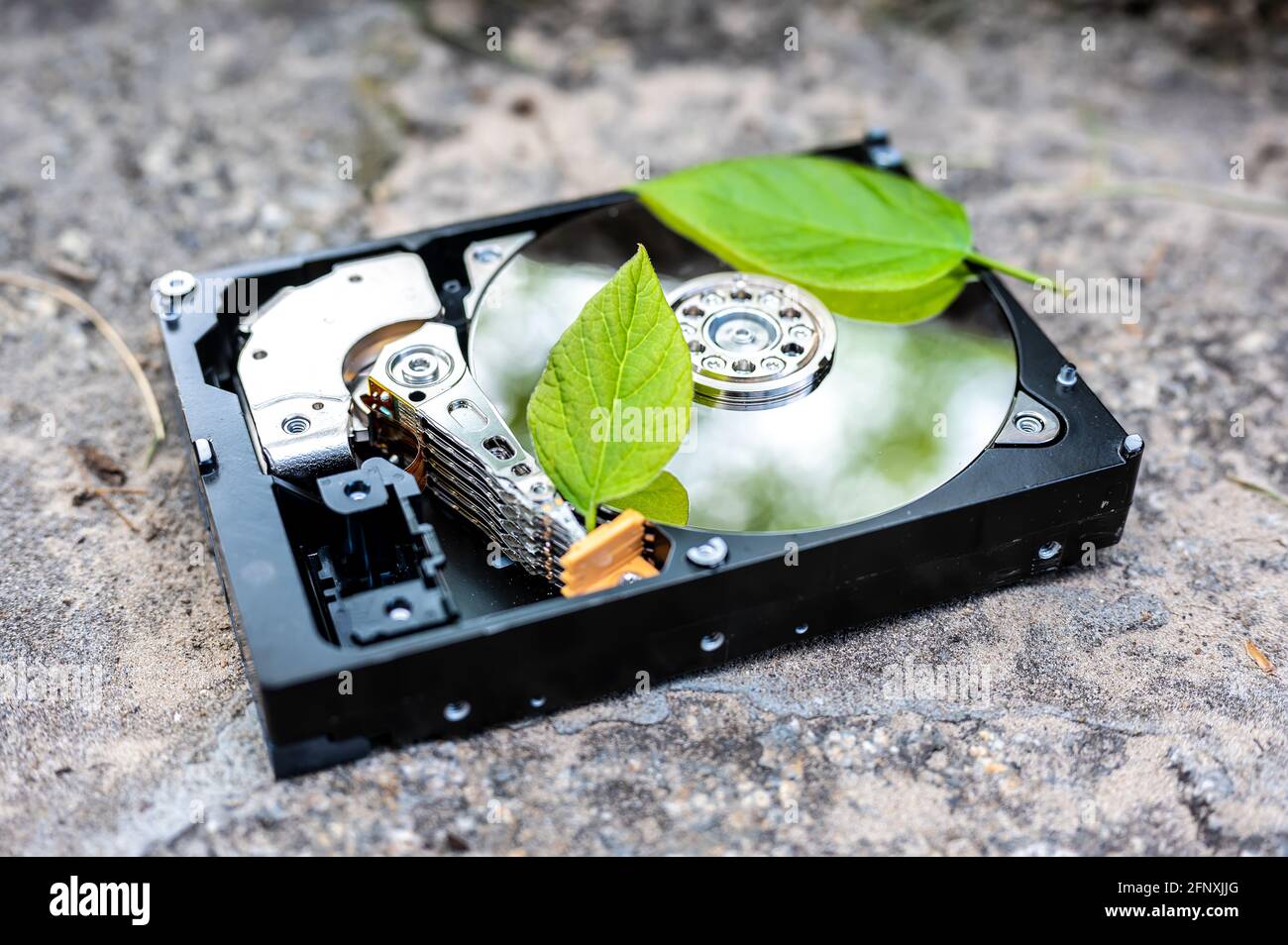 Vea en una unidad de disco con un bitcoin y una hoja de chía que representa las criptomonedas una superficie de en un día soleado Fotografía stock -