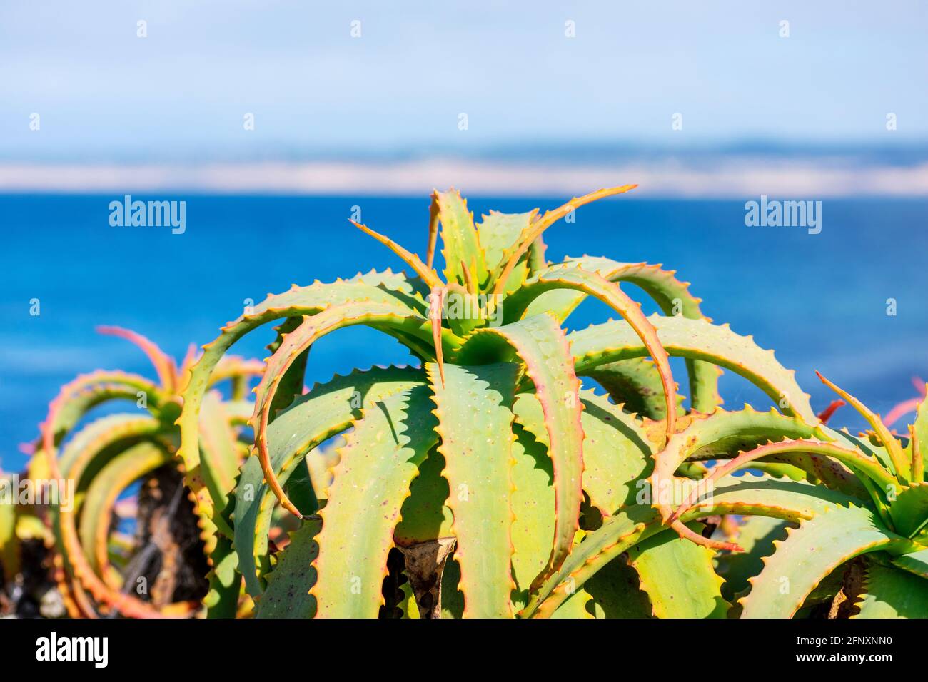 Candelabra aloe planta suculenta. Aguas oceánicas y costas borrosas en el horizonte Fotografía