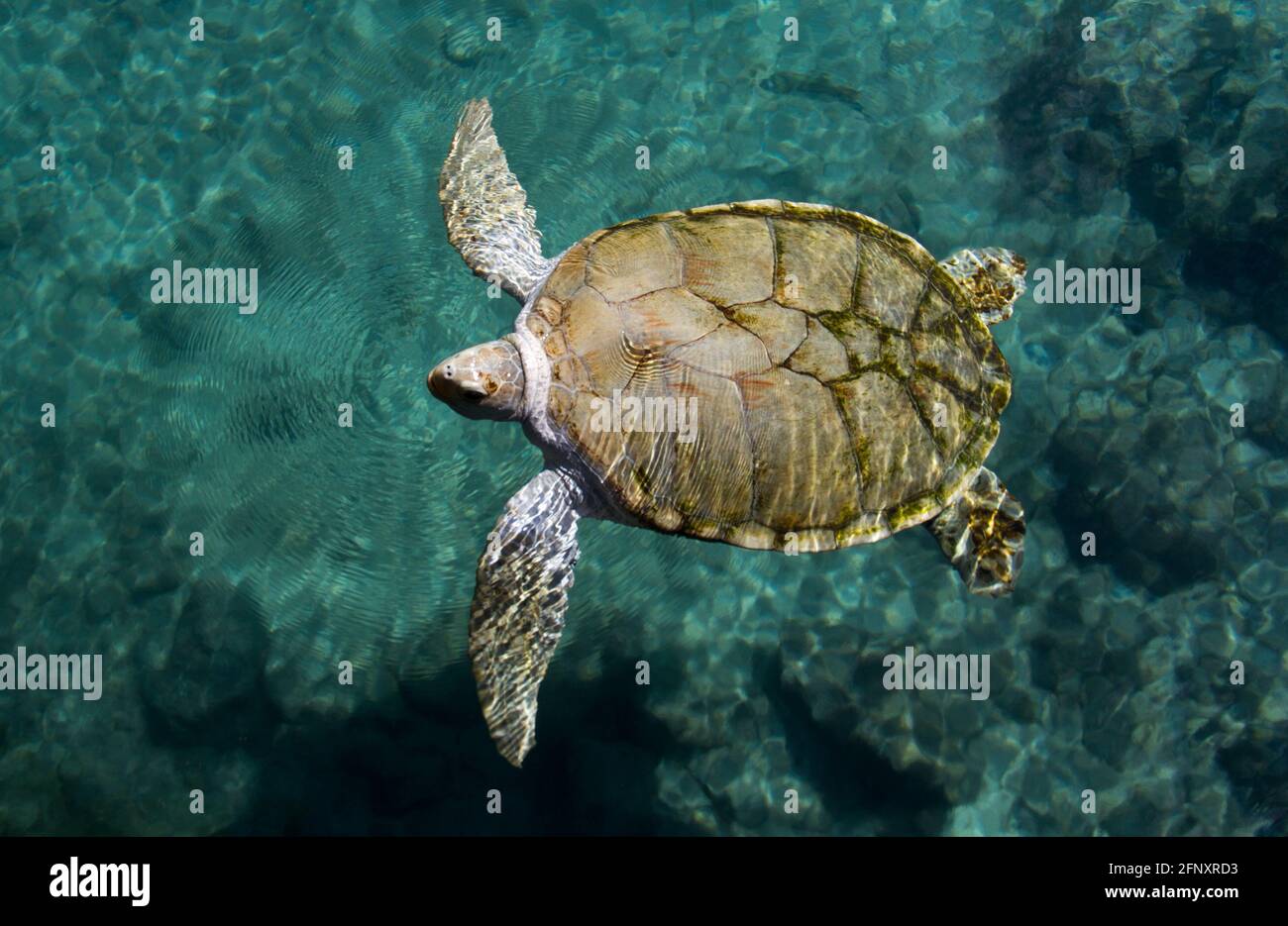 La tortuga verde, Chelonia mydas, pertenece a la familia de los Chelonios y se encuentra en los océanos tropicales y subtropicales de todo el mundo. El cuello es corto, Foto de stock
