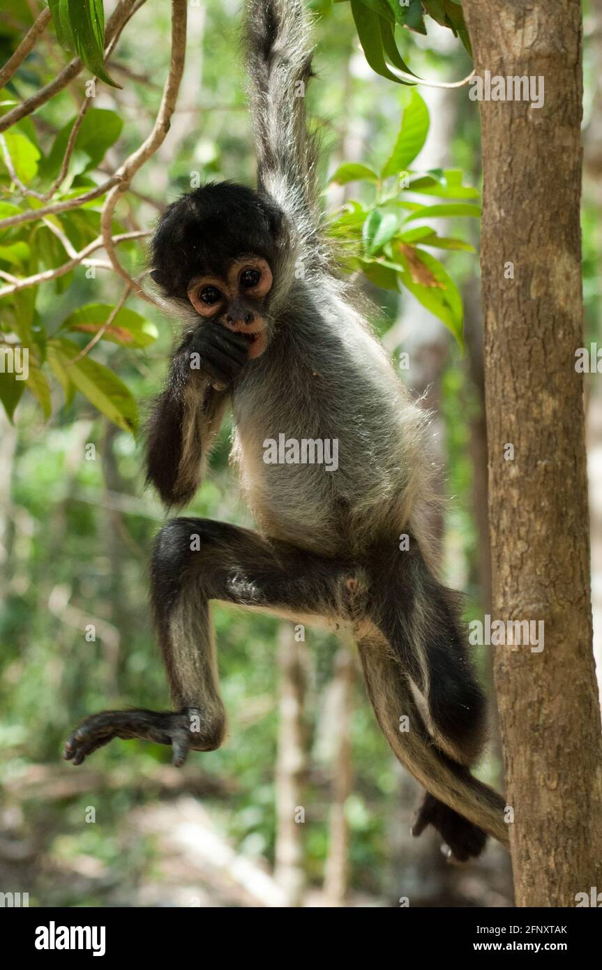 El mono araña ateles es un primate que habita desde México hasta el Brasil Son muy ágiles y se distinguen Por grandes extremos colas y esbeltez E Foto de stock