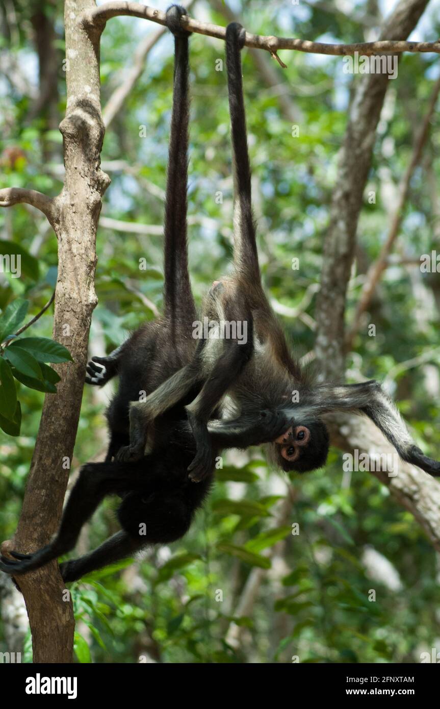 El mono araña ateles es un primate que habita desde México hasta el Brasil Son muy ágiles y se distinguen Por grandes extremos colas y esbeltez E Foto de stock