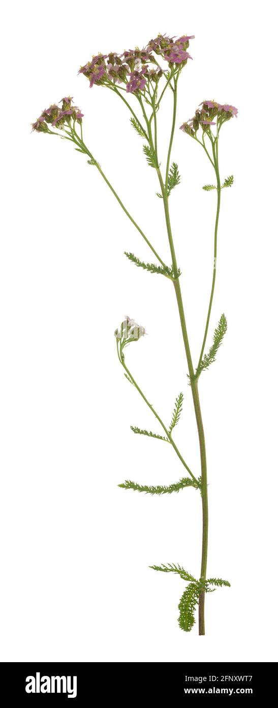 Flecha común, flor de millefolium de Achillea aislada sobre fondo blanco Foto de stock