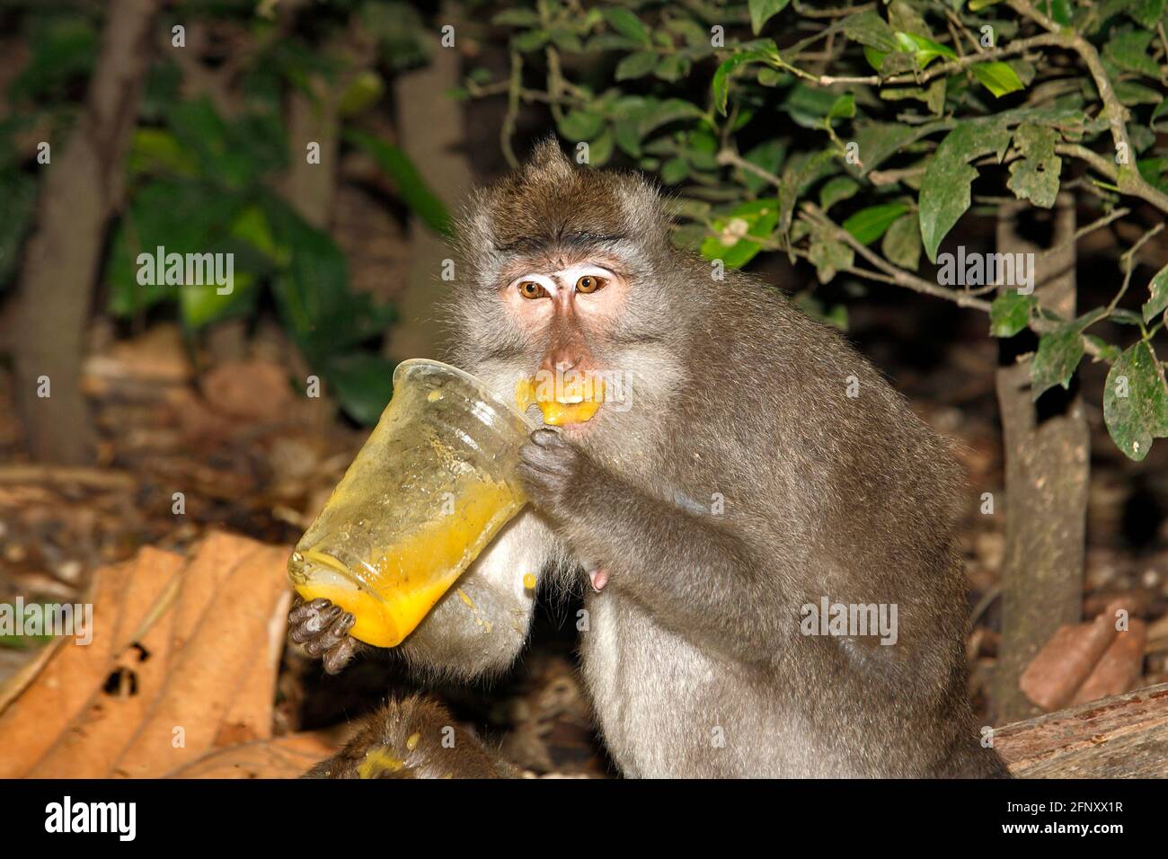 Macaco de cola larga, Macaca fascicularis. El mono está bebiendo jugo de vidrio plástico y lo tiene alrededor de la boca y labios. Foto de animales divertida. Foto de stock