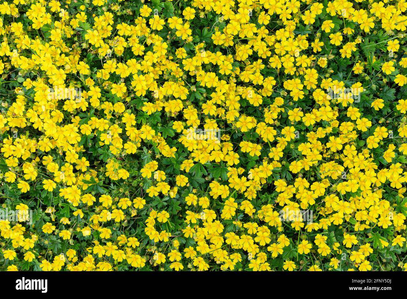 Muchas flores pequeñas fotografías e imágenes de alta resolución - Alamy