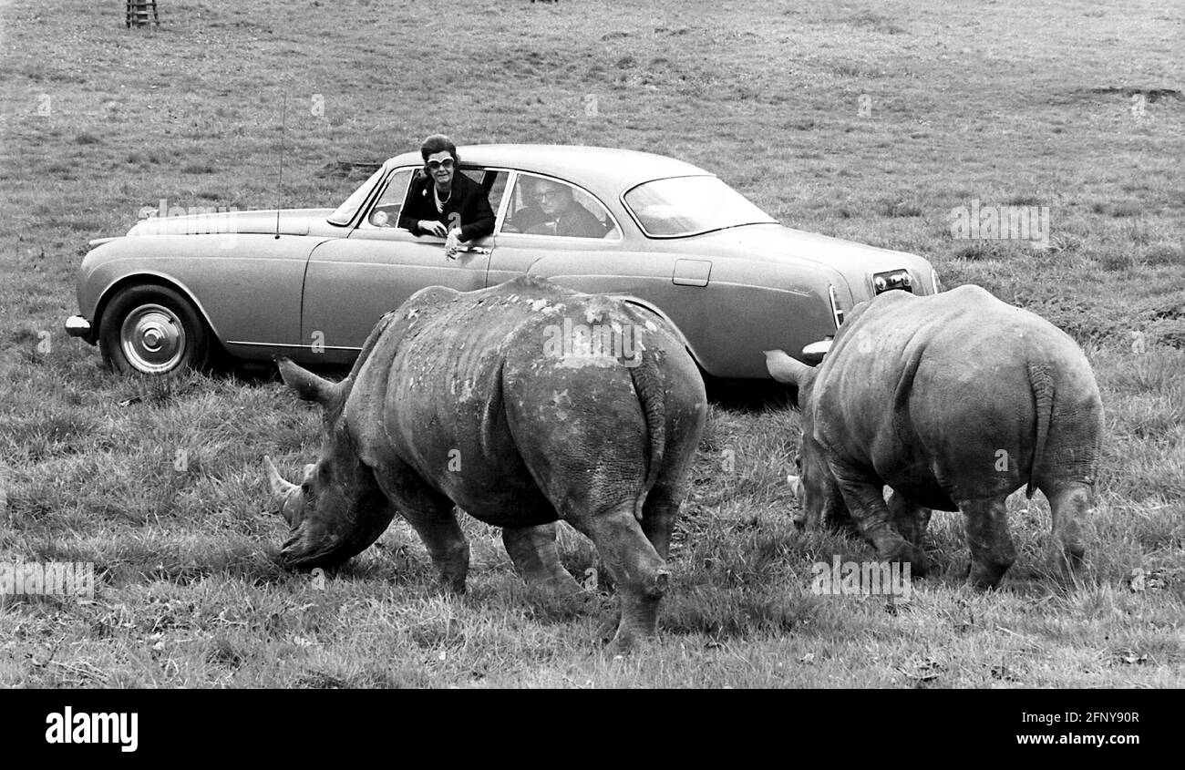 Turismo, safari, turistas viendo rinoceronte desde el coche, 1970, DERECHOS ADICIONALES-LIQUIDACIÓN-INFO-NO DISPONIBLE Foto de stock