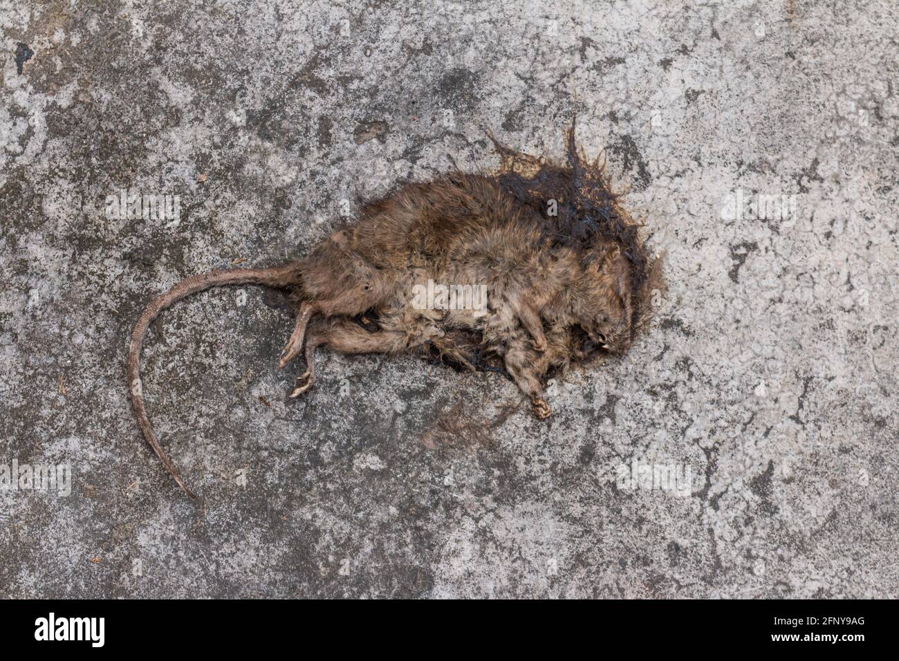 Caja de veneno para ratas españolas con veneno en maceta en primer plano,  Costa del Sol, Málaga, Andalucía, España, Europa Occidental Fotografía de  stock - Alamy