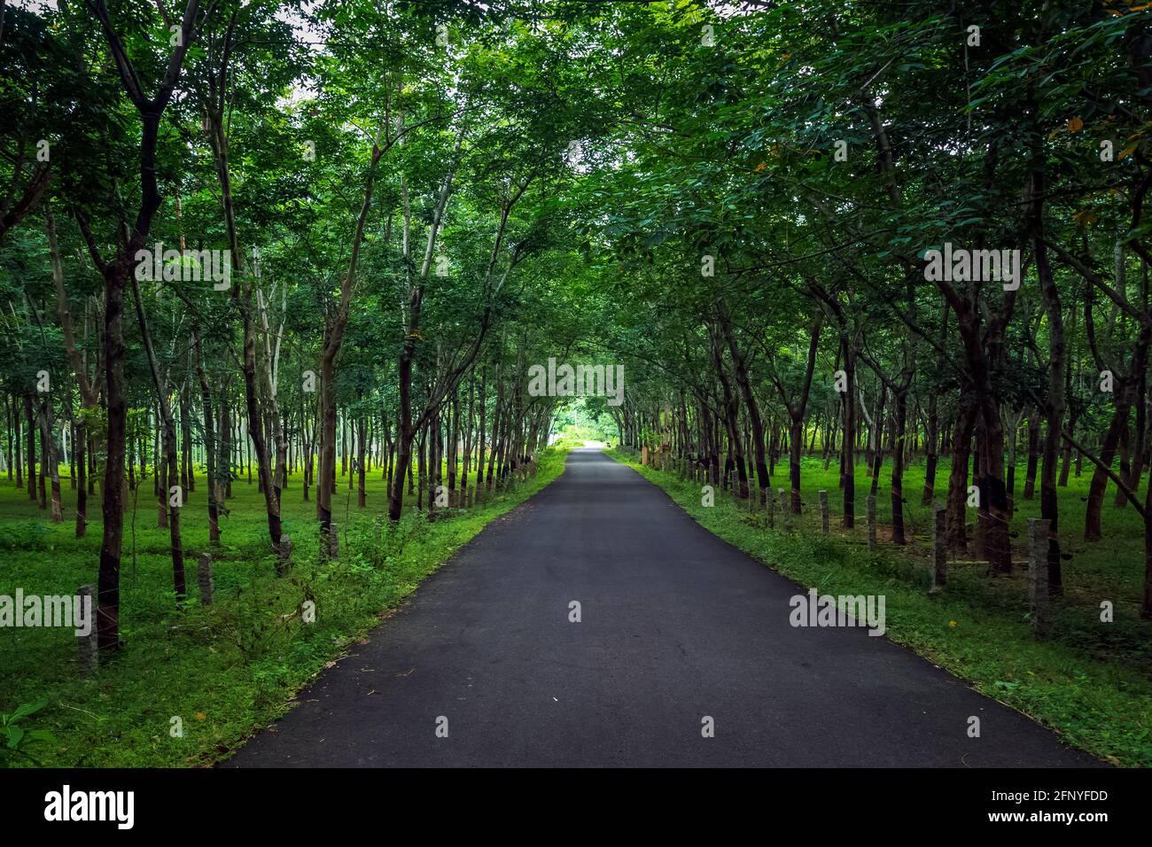 Camino en la selva rodeado de árboles verdes de dos lados. Foto de stock