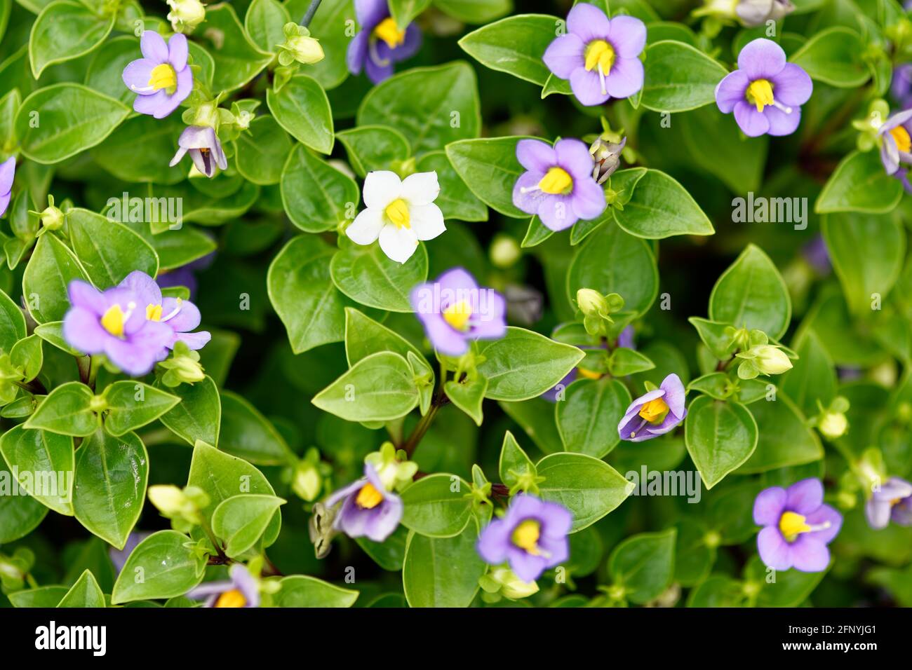 Violeta persa, Exacum affine pequeña flor púrpura closeup belleza banner  planta hobby Fotografía de stock - Alamy