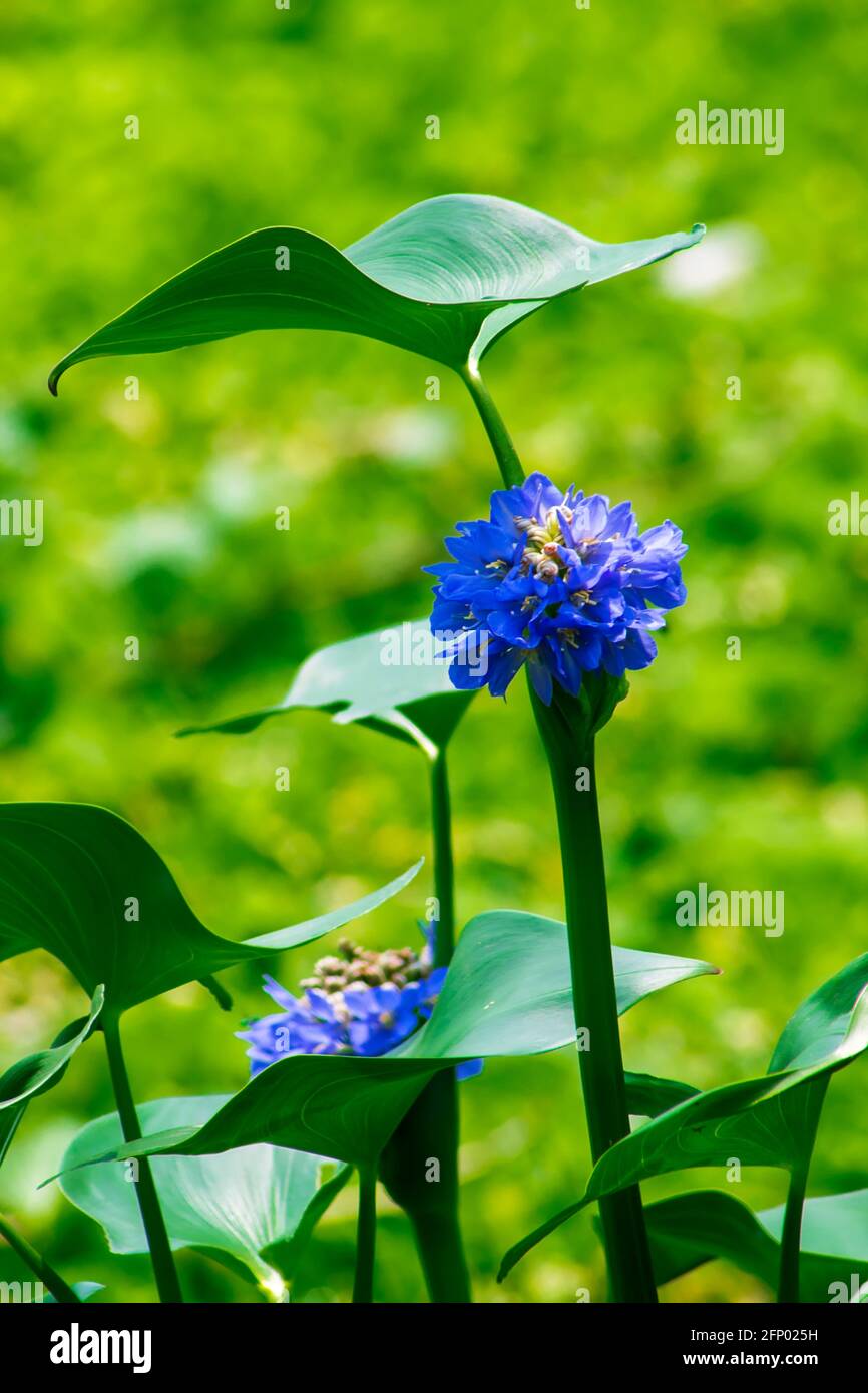 Fondo de pantalla móvil de flores fotografías e imágenes de alta resolución  - Alamy