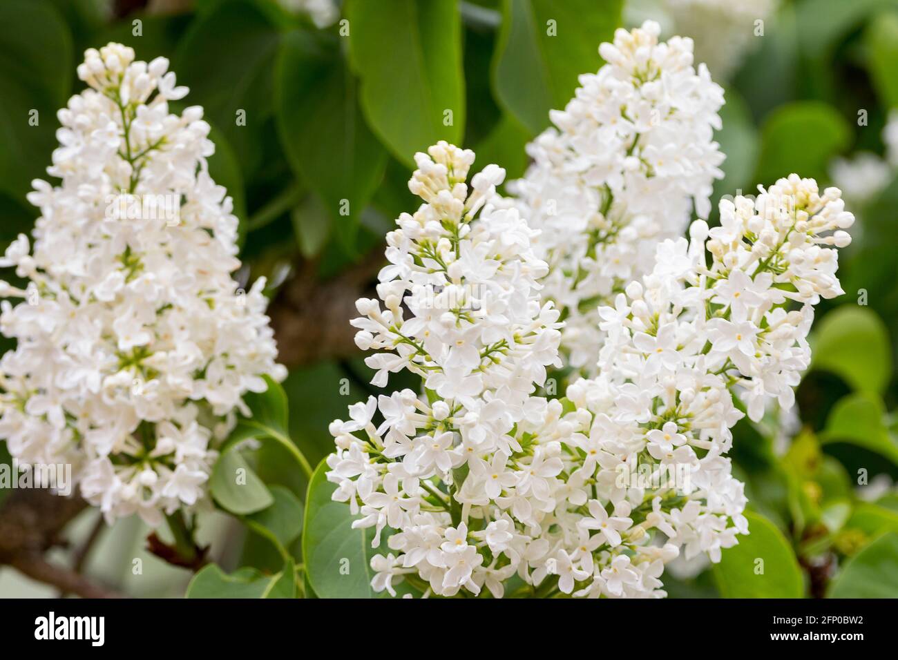 Lila en flor en flores blancas fotografías e imágenes de alta resolución -  Alamy