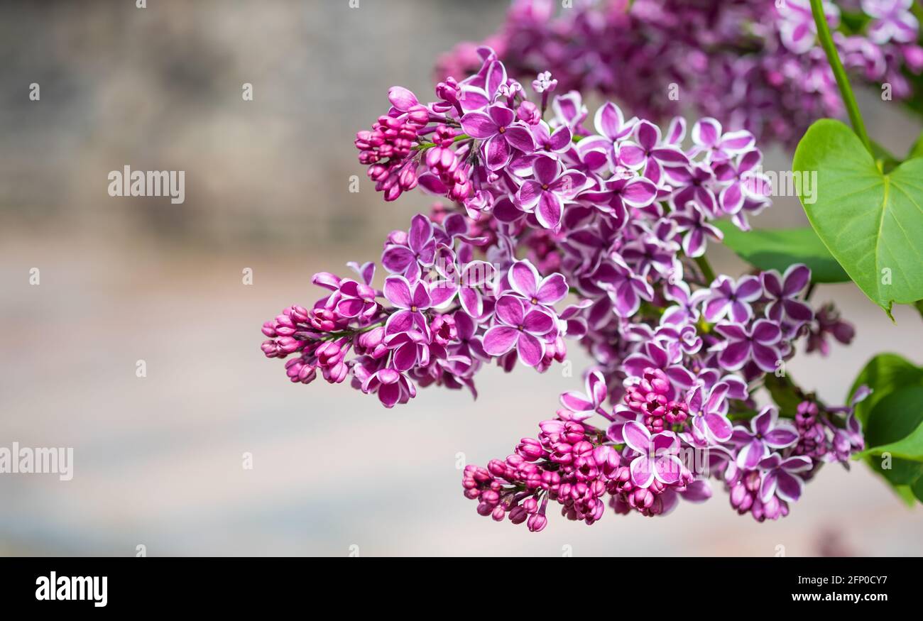 Flores lilas púrpuras con borde blanco 'sensación' en el parque. Fondo  natural de primavera, espacio de enfoque suave para texto Fotografía de  stock - Alamy