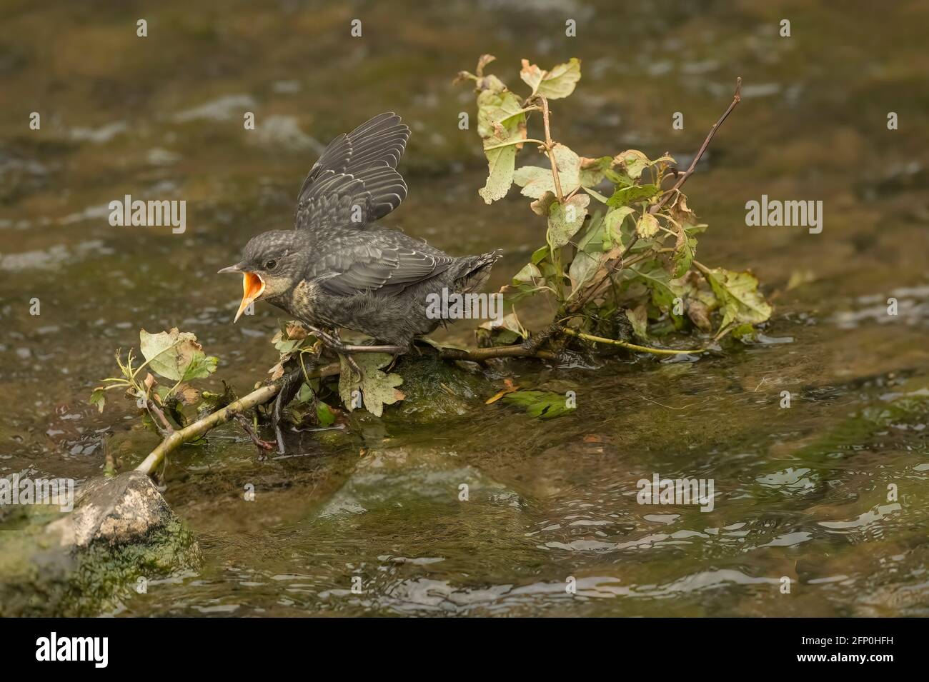Dipper jóvenes tweeting para ser alimentado en un arroyo en Escocia Foto de stock