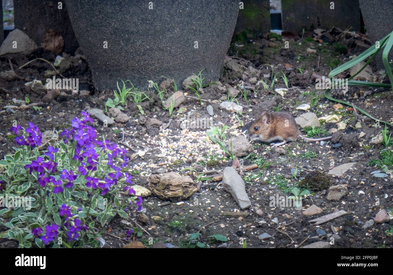 Ratón en el jardín comer comida caída de la mesa de pájaros. Peste roedor. Ratón de campo también conocido como Apodemus sylvaticus) Foto de stock
