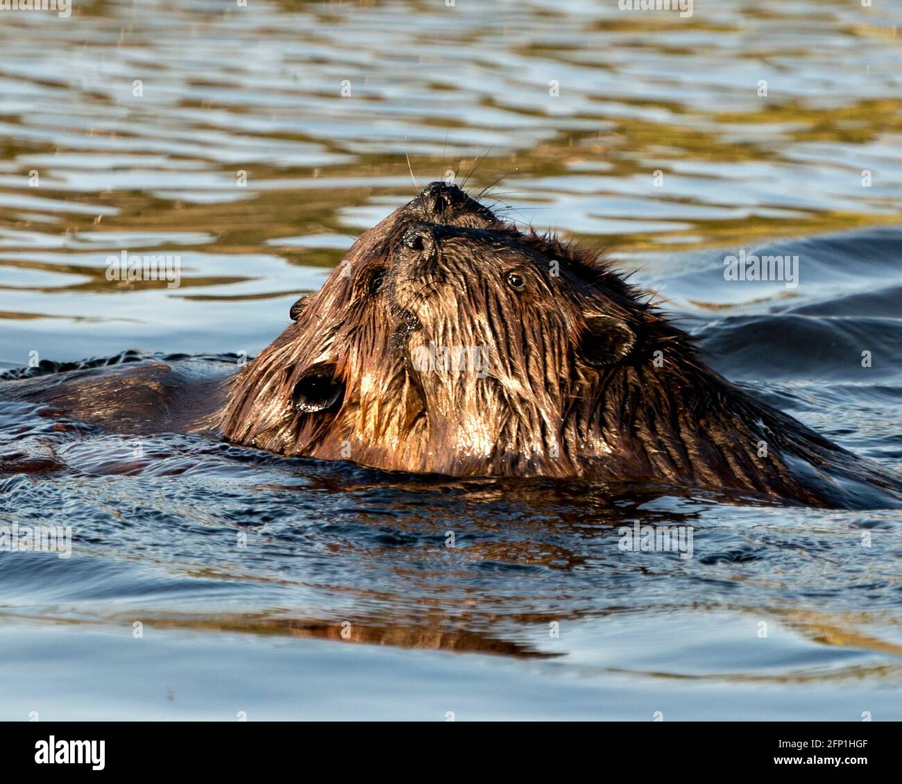 Beaver pareja en el agua que se arregla unos a otros y que muestra piel marrón, cabeza, orejas, nariz, ojos, susurros en su hábitat y entorno. Imagen. Imagen Foto de stock