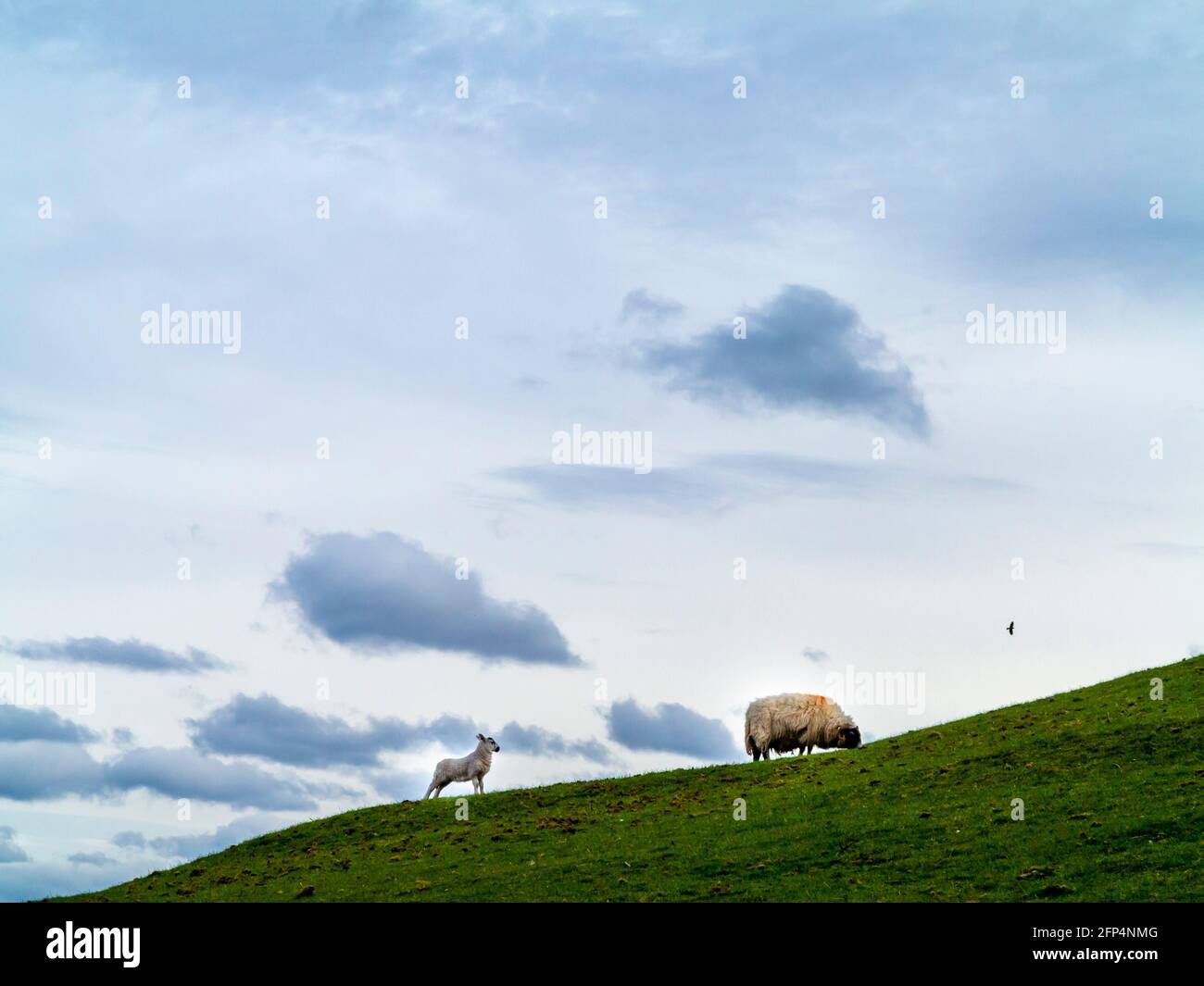 Ovejas y cordero recién nacido pastando en un campo de ladera en primavera con cielo y nubes en el fondo. Foto de stock