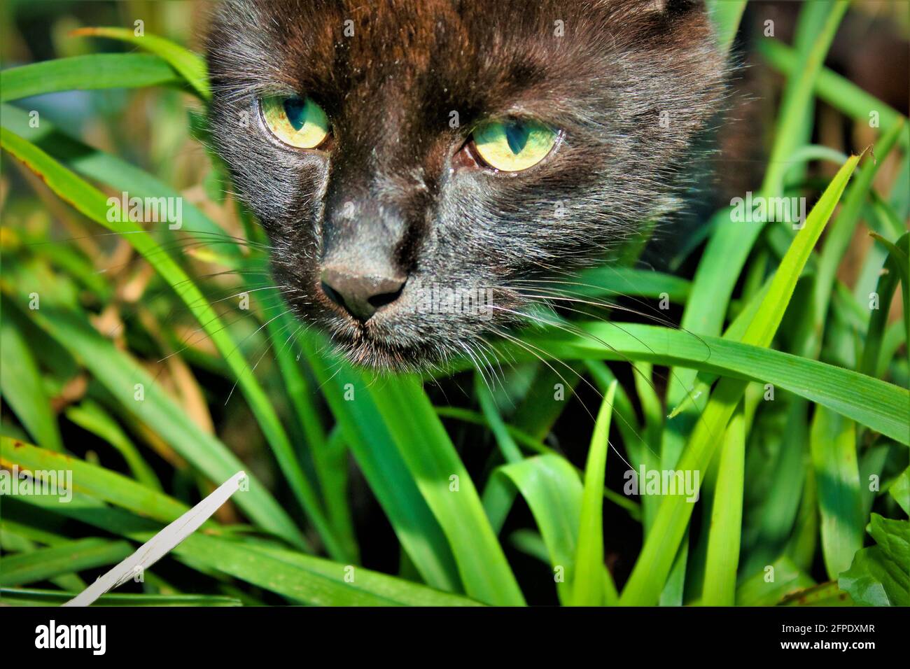 Schwarze Katze / gato negro Foto de stock