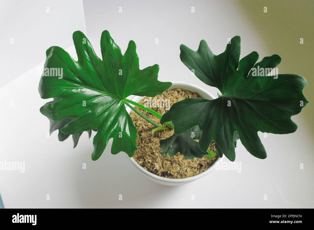 Selloum filodendron tropical sobre fondo blanco. Vista de cerca de las hojas. Planta de hogar para la decoración del hogar. Foto de stock