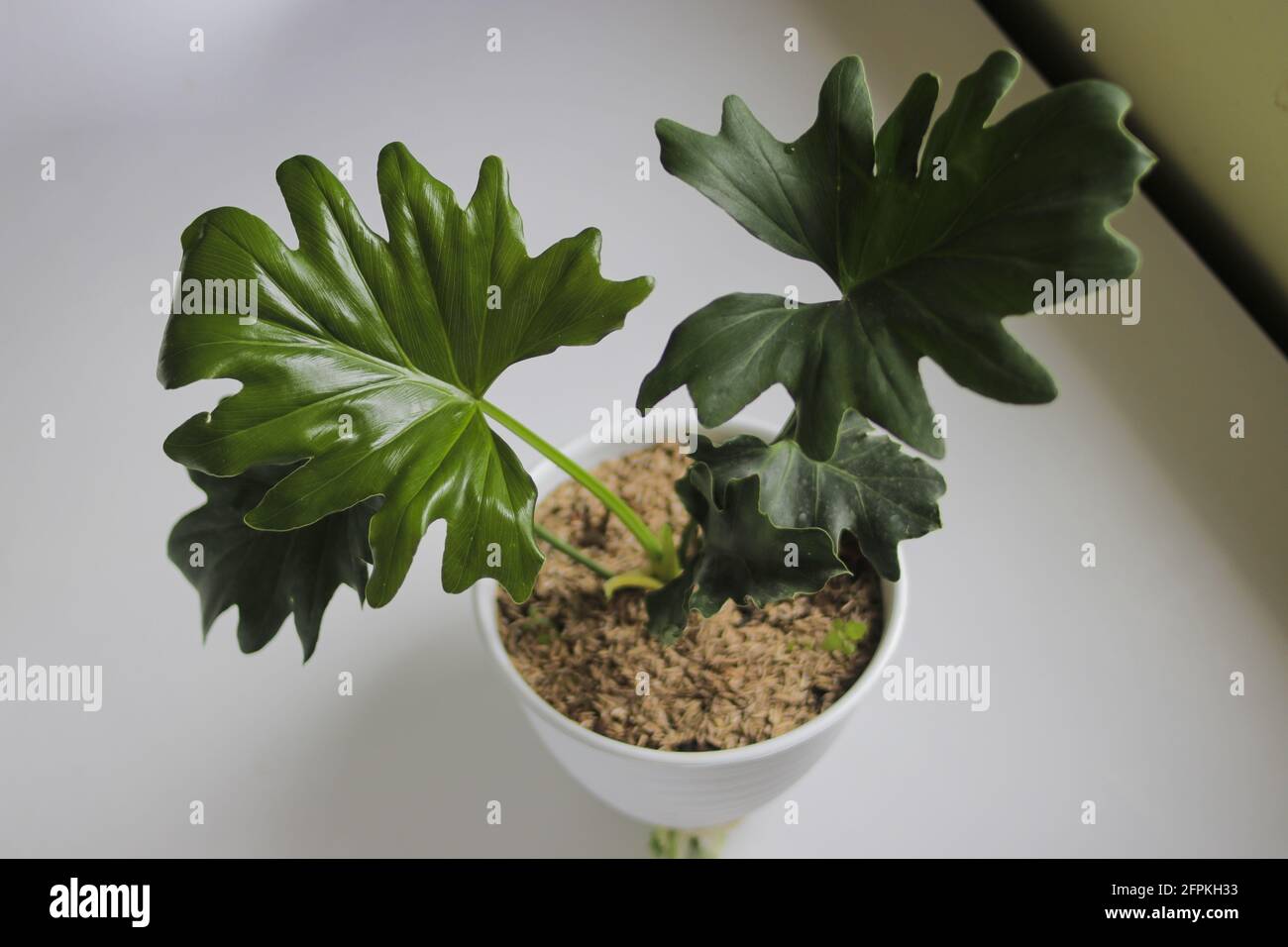 Selloum filodendron tropical sobre fondo blanco. Vista de cerca de las hojas. Planta de hogar para la decoración del hogar. Foto de stock