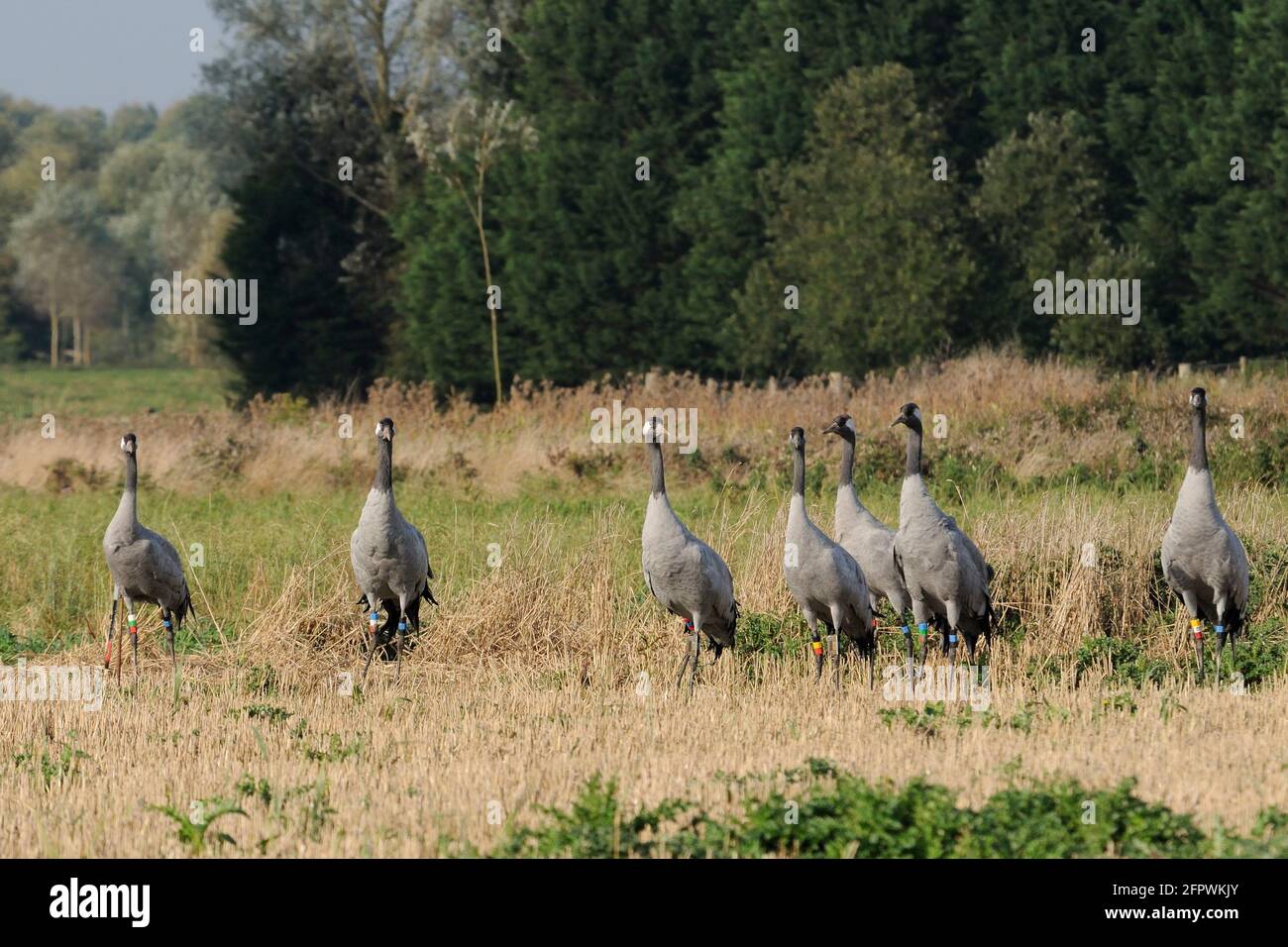 Rebaño de grúas comunes / eurasianas Grus grus grus, lanzado por el Proyecto de la Gran Grulla en los niveles y moros de Somerset, de pie alerta en barba de dos días. Foto de stock